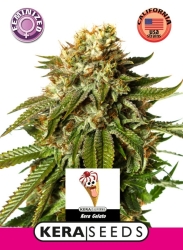 Gelato - Kera Seeds