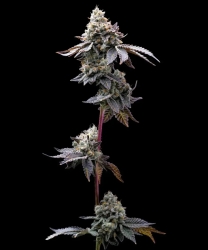 GMO Cookies Strain - Barney’s Farm
