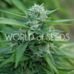 Mongolia THC Free - World of Seeds