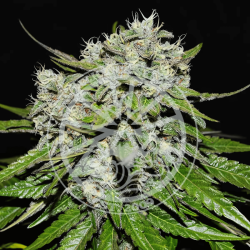 Neville’s Rose Auto - Delicious Seeds