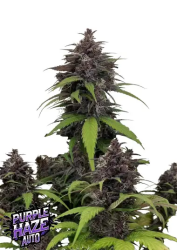 Purple Haze Auto - FastBuds Seeds