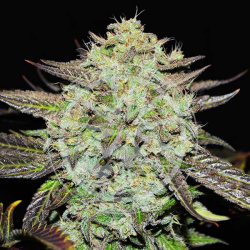 Purple Mango Kush - Delicious Seeds