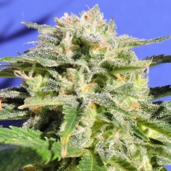 Lemonberry Haze Auto - Original Sensible seeds