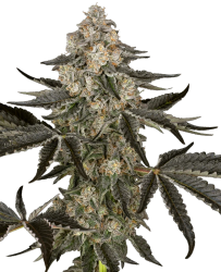 Sauvignon Blanc Auto - Sensi Seeds