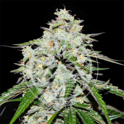 Space Cookies Auto - Delicious Seeds