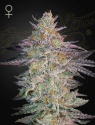 Super Lemon Haze x GMO - GreenHouse Seeds