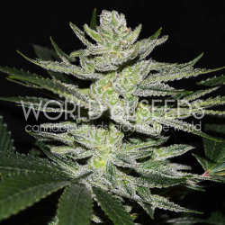 Chocolate Thai OG - World of Seeds