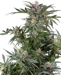 Dosimosa - Sensi Seeds