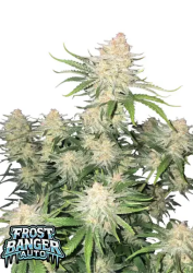 Frostbanger Auto - FastBuds Seeds