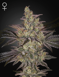 Frosted Guava Auto - GreenHouse Seeds