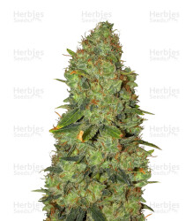 White Widow x Big Bud (Female Seeds)