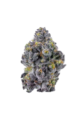 Sticky Wasabi Triploid F1 - Growers Choice