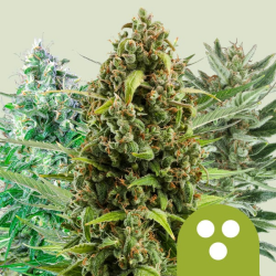 Haze Berry Auto - Royal Queen Seeds