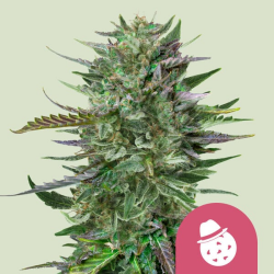 Do-Si-Dos - Royal Queen Seeds/RQS