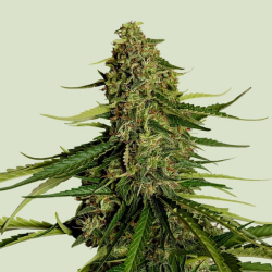 Gaia F1 - Royal Queen Seeds