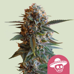 Mexican Rush - Royal Queen Seeds/RQS