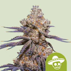 Mexican Rush Auto - Royal Queen Seeds/RQS