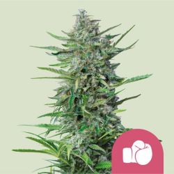 Purple Punch - Royal Queen Seeds/RQS