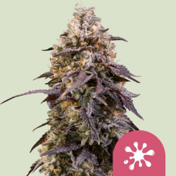 Sticky Queen - Royal Queen Seeds/RQS