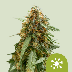Sticky Queen Auto - Royal Queen Seeds/RQS