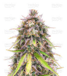Purple Punch OG Samen feminisiert (Sweet Seeds)