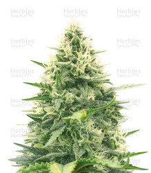 + Speed Auto (Sweet Seeds) Cannabis-Samen