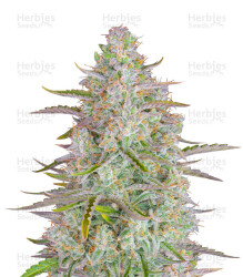 Wedding Cheesecake Auto (Fast Buds)