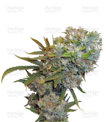 Cream 47 (Sweet Seeds) Cannabis-Samen