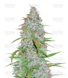 Californian Snow Auto feminisierte Samen (Fast Buds)
