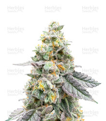Gelato 41 x Gelato 41 Auto feminisierte Samen (Green House Seeds)