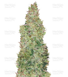 Smokin' Gun Auto (Dr. Krippling Seeds) Cannabis-Samen