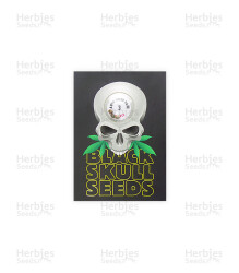 Auto Speed Haze (Blackskull Seeds) Cannabis-Samen