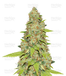 Auto Super Skunk (Auto Skunk) (Original Sensible Seeds) Cannabis-Samen