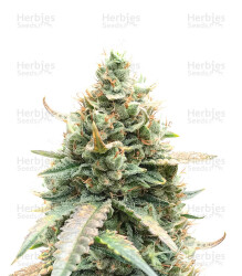 Berry Bomb Auto (Bomb Seeds) Cannabis-Samen