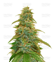 GG#4 Original Glue Auto (Auto Seeds) Cannabis-Samen