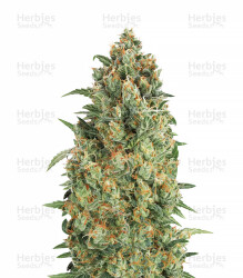 Auto Strawberry Gum (Advanced Seeds) Cannabis-Samen