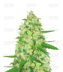 Diesel Berry Auto (Auto Seeds) Cannabis-Samen