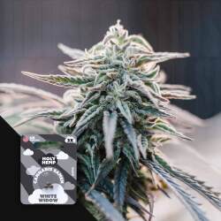 White Widow