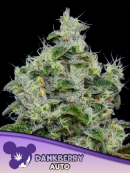 Dankberry Auto - Anesia Seeds