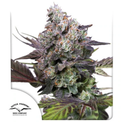 Auto Candy Bubatz XL - Dutch Passion