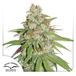 Glueberry O.G. - Dutch Passion