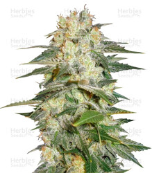 Afghan Kush Ryder Auto (World of Seeds) Cannabis-Samen