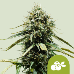 Haze Berry Auto - Royal Queen Seeds