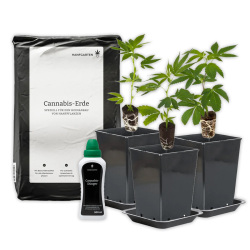 Cannabis-Anbau "Rundum sorglos Paket"-Pflanze