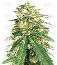 Auto White Widow x Big Bud (Female Seeds) Cannabis-Samen