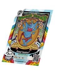 Mental Rainbow F1 Fast Version - Sweet Seeds