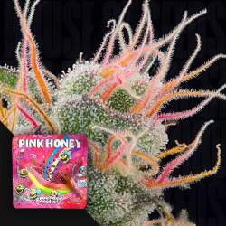 Pink Honey