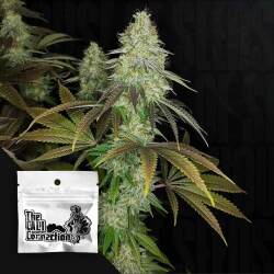 818 Headband Aka Sour OG