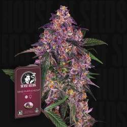 Sensi Purple Kush