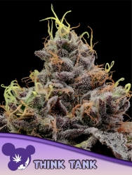 Think Tank - Anesia Seeds